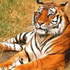 Indian Tiger Tours